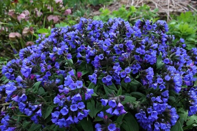 Medunitsa的花